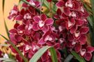 Cymbidium hybrid